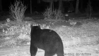 black bear in Southbury 3/16/24 - bring in your birdfeeders!