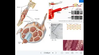 Фізіологія. Властивості м`язів