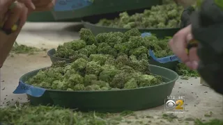 Clinic Teaches Patients How To Cook With Cannabis