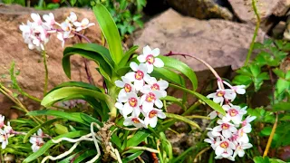 Орхідеї, війна та моя думка. Чи треба їх дивитися.  Sarcochilus orchid.