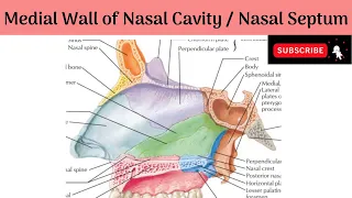 Medial Wall of Nasal Cavity /Nasal Septum | Bones & Cartilages | Blood supply | Nerve Supply