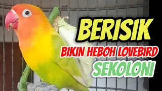 BERISIK BIKIN HEBOH LOVEBIRD SEKOLONI,LOVEBIRD NGEKEK PANJANG Fighter PAS BUAT PANCINGAN LABET