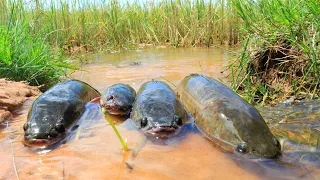 Amazing! Catching A Lots Of Snakehead Fish & Catfish on Water Flow after Flooding