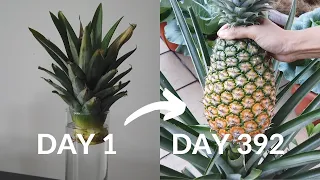 How to grow pineapple from crown to harvest-Part 1 ( 0-9 months)