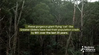 Flight of the Greater Glider