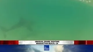 Surfer's Shark Surprise