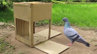 Creative Pigeon Trap Using Cardboard Box - Easy Simple Pigeon Trap
