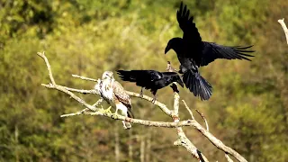 Non, les Corvidés n'aiment pas les rapaces