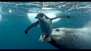penguins hunted by leopard seal