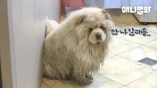 Chow Chow Is Upset 'Cause They Won't Let Him Play In Water LOL