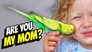 5 Signs Your Bird Considers you it's Mother