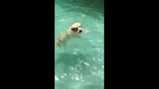 The Dog Paddle .MOV