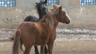 Young Stallion love with the mare ।  Кобыла пришла в охоту