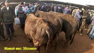 Молбозор Хучанд. Букахо савдо дар болои тарозу, вазни зинда.