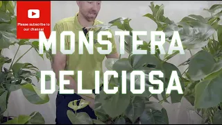 All you need to know about Monstera Deliciosa