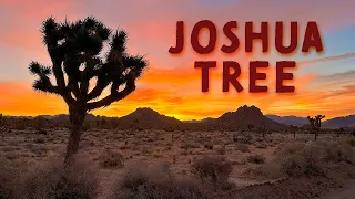 Exploring Joshua Tree National Park in One Day