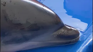 Neonate Dolphin Rescue