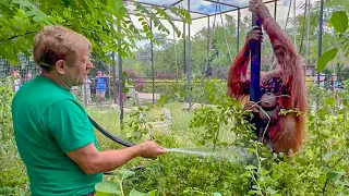 Вы будете СМЕЯТЬСЯ ВЕСЬ ДЕНЬ! Олег Зубков КУПАЕТ орангутана Дану)))