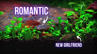 SCARLET BADIS COUPLE found love in PLANTED AQUARIUM | EP3 NANO FISH AQUARIUM