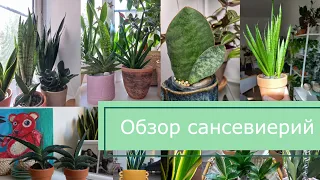 Обзор ВСЕХ моих САНСЕВИЕРИЙ