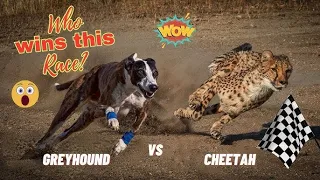 Greyhounds: Faster Than Cheetahs!