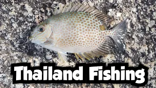 Catching New Species Off of the Rocks on Phuket | Thailand Fishing 🇹🇭