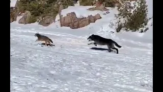 Wolves chase down coyote in front of ice fisherman