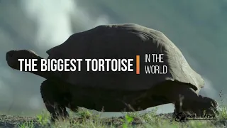 104 Year Old  Biggest Tortoise | In the World