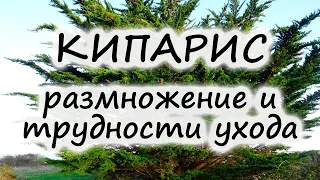 Кипарис – размножение, болезни и вредители