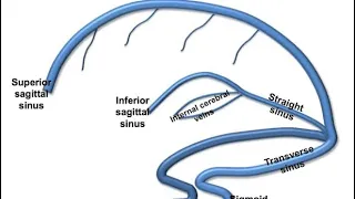 Neurovascular clinics - Brain Venous anatomy