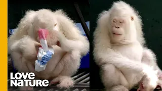 The World's Only Albino Orangutan SOLVES PUZZLES!! | Love Nature