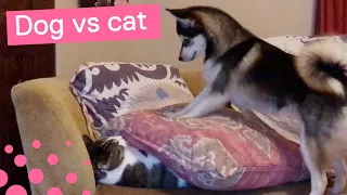 STAMPING DOG TRIES TO WAKE UP RESTING CAT