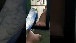 Blue Budgie talking