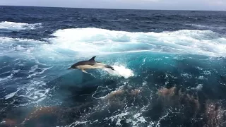 Dolphin ( Black sea )