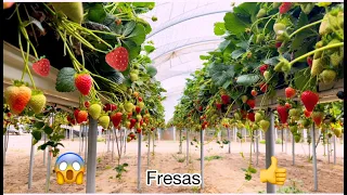 Fresas hidropónica en invernadero