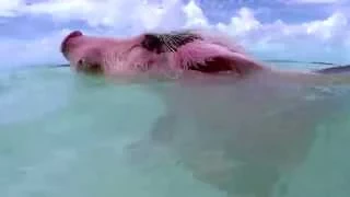 Can pigs really swim?