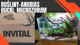 Rośliny - Anubias, Microsorum, Bucki[Bucephalandra] invital [jak wygląda dostawa]