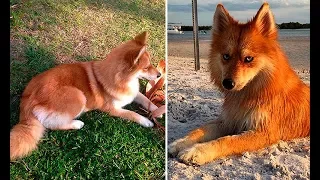 Помски Миа - собака-лиса, покорившая Интернет своей уникальной внешностью