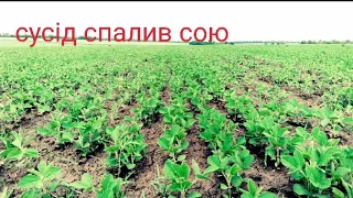 🤯Я в Шоці‼️ Сусід спалив мені Сою🌱😱 Стан Сої Монро. Гербіцидим🚜 та  Підживлюємо Сою👍