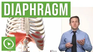 Anatomy of the Diaphragm | Lecturio Medical