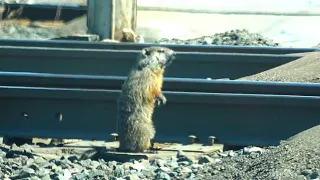 A Woodchuck Wants To Cross The Tracks! I Was Filming a NS Train and I Heard a Horn! Big CSX Train!