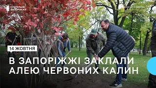 У Запоріжжі заклали алею червоних калин, щоб вшанувати пам'ять українських захисників | Новини