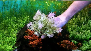 LUDWIGIA WHITE - Simple Planted Aquarium Setup