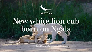 New white lion cub is born on Ngala in South Africa | andBeyond Ngala | WILDwatch