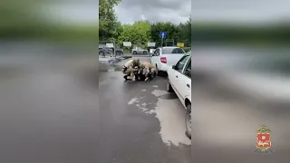 Хакасские правоохранители задержали в Красноярске подозреваемых в кражах из строительных вагончиков