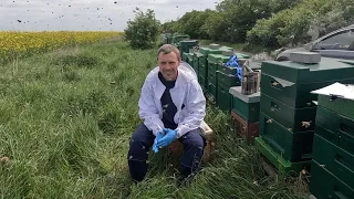 Schwärme, Schwarmvorwegnahme, böse Völker (28.04.2024)