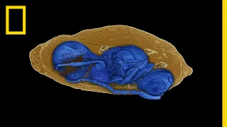 New Species of Parasitic Wasps Found in Fossil Flies | National Geographic
