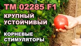 TM 02285 F1 - КРУПНЫЙ УСТОЙЧИВЫЙ РОЗОВЫЙ ТОМАТ. КОРНЕВЫЕ СТИМУЛЯТОРЫ (01-10-2018)