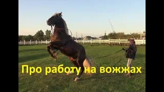 Работа лошади на вожжах. Какие преимущества?