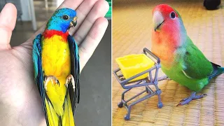 Funny Parrots Videos Compilation 2023 cute asmr moments of the animals - Cutest Parrots #8
